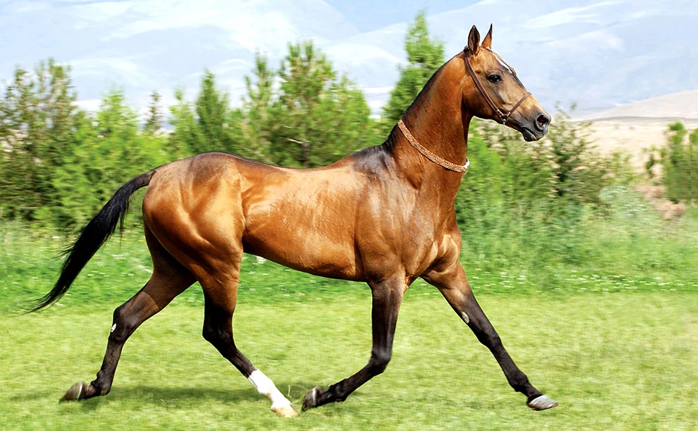 The Akhal-Teke Horses–the Golden Heritage of Turkmenistan surady